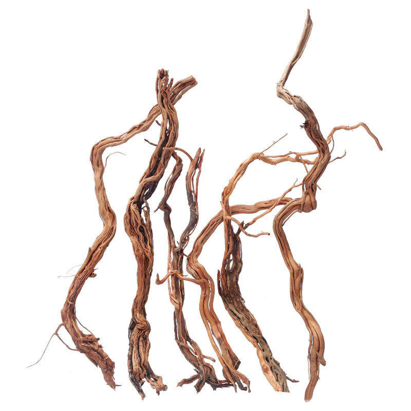 Ramas Twist Root