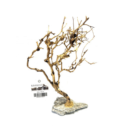 SMALL TREE COMPACT