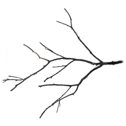 Shadow wood