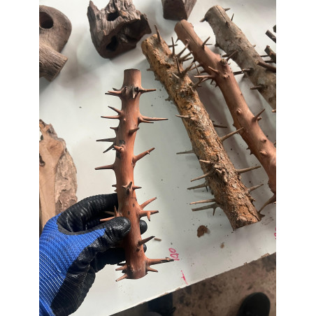 Spiny Branch