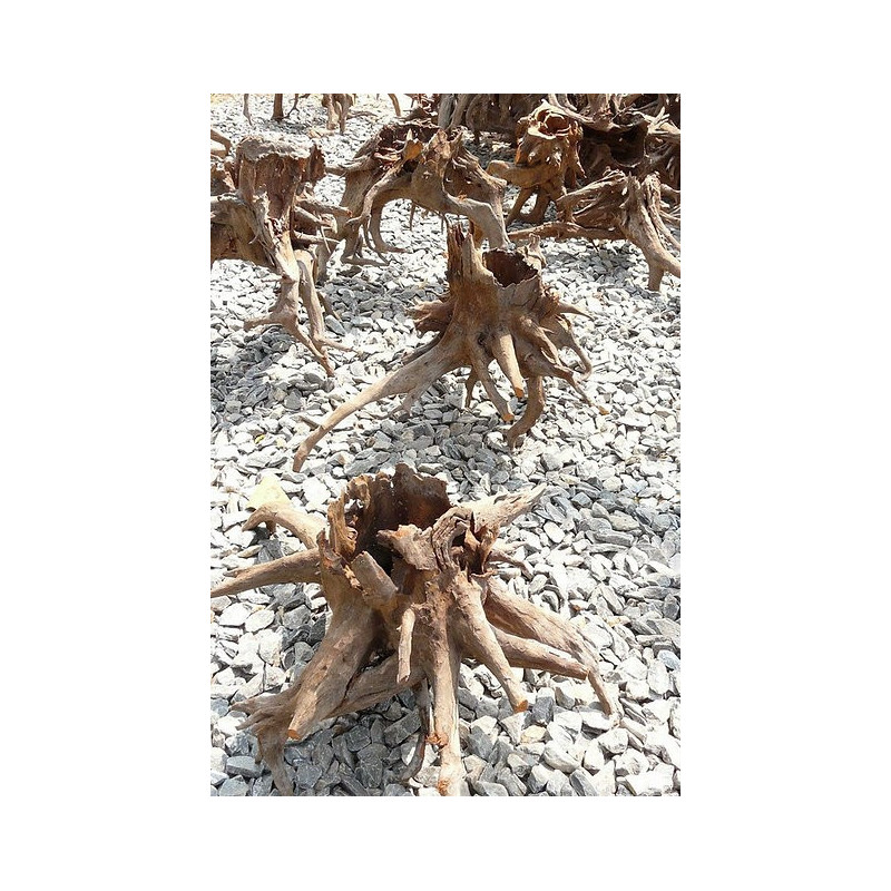 Driftwood hole and root