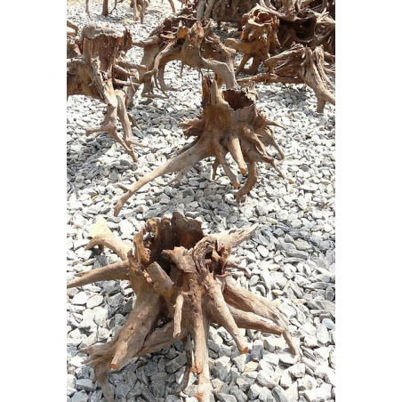 Driftwood hole and root