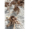 Driftwood hole and root