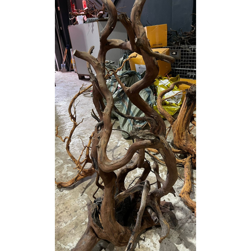Giat root 70-140cm