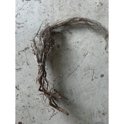 water root